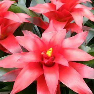 長(zhǎng)安月豪花卉經(jīng)銷處