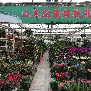 山東盆景綠植花卉
