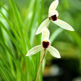 怎么才能養(yǎng)好蘭花？需要做到哪些準(zhǔn)備？