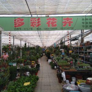 肖家營(yíng)多彩花卉