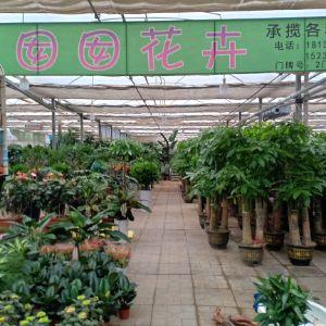 長(zhǎng)安區(qū)肖家營(yíng)花卉囡囡花卉